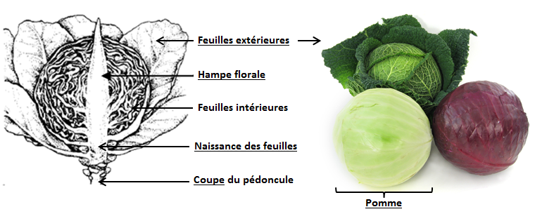 Fiches techniques Agréage - Choux pommés